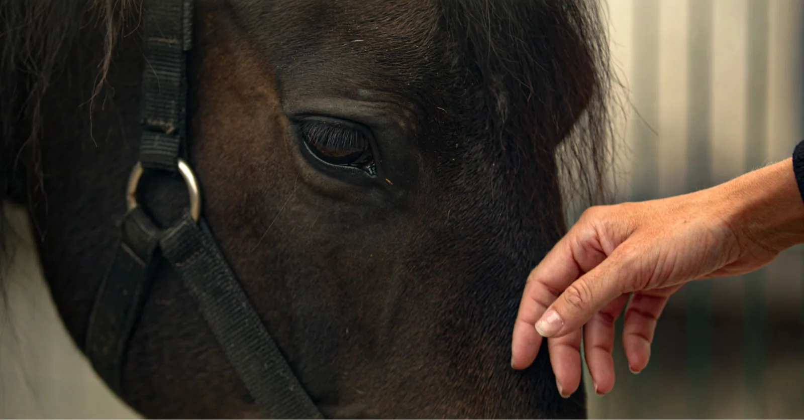 Horseback Riding in Viana do Castelo – image 31